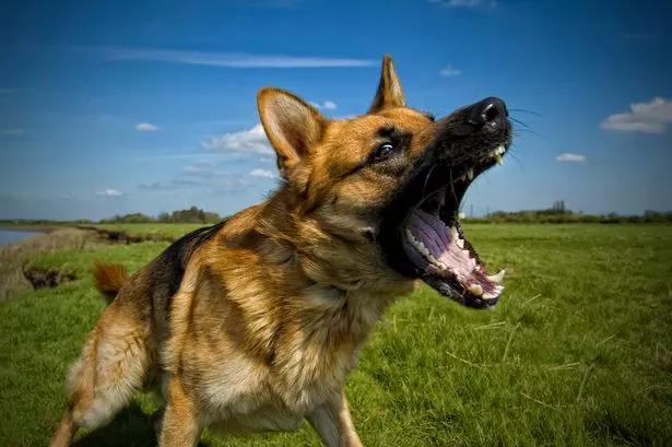 Do animals make angry grunts too?