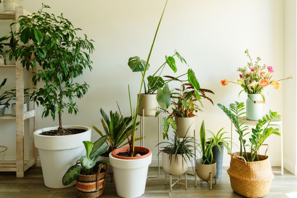 How Do I Know If A Plant Is Healthy Before Purchasing?