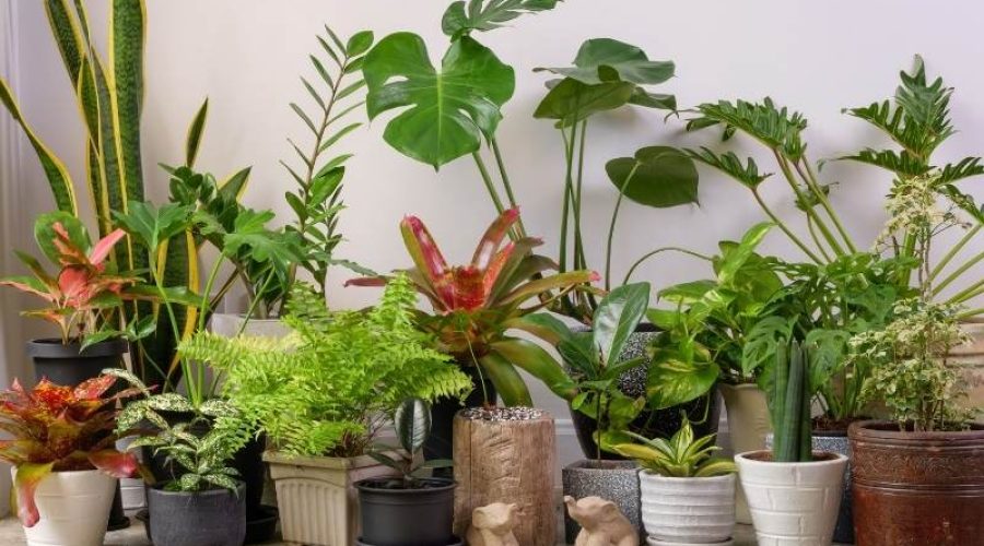 How can I find a reputable local plant nursery?