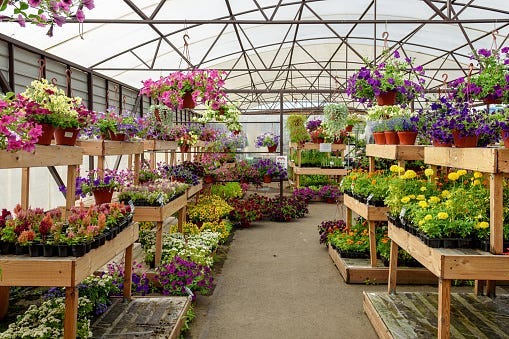 What Should I Consider When Starting My Own Plant Nursery?